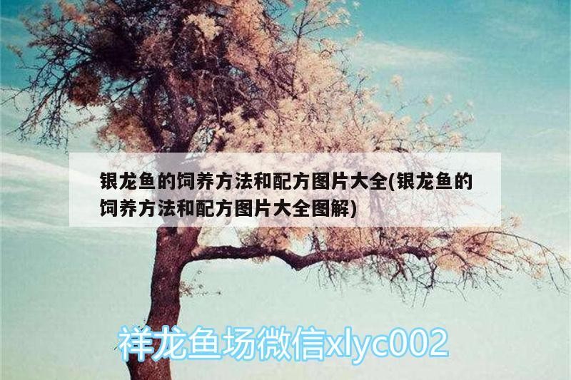 銀龍魚的飼養方法和配方圖片大全(銀龍魚的飼養方法和配方圖片大全圖解)