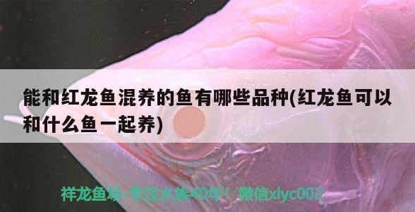 紅龍魚配魚有哪些品種：紅龍魚適合與哪些魚類混養