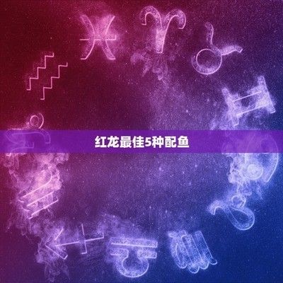 紅龍魚配魚有哪些品種：紅龍魚適合與哪些魚類混養(yǎng)