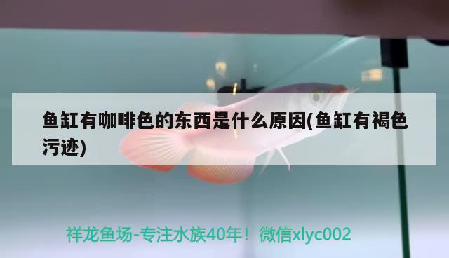 魚缸有咖啡色的東西是什么原因(魚缸有褐色污跡) 魚缸有咖啡色的東西是什么原因(魚缸有褐色污跡) 馬來西亞咖啡