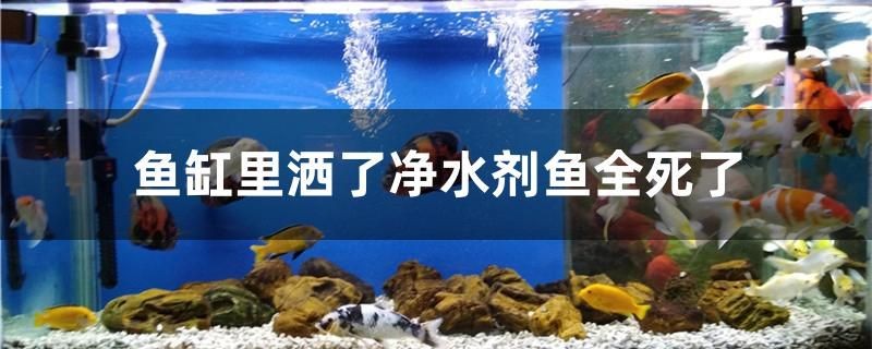 為什么魚(yú)缸里灑了凈水劑魚(yú)全死了