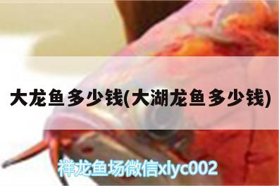 為什么魚缸里灑了凈水劑魚全死了