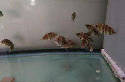 虎魚苗溫度多少合適：虎魚苗適宜的水溫是28度左右，且需保持水質穩定和適當的喂食方式