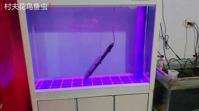虎魚苗溫度多少合適：虎魚苗適宜的水溫是28度左右，且需保持水質穩定和適當的喂食方式