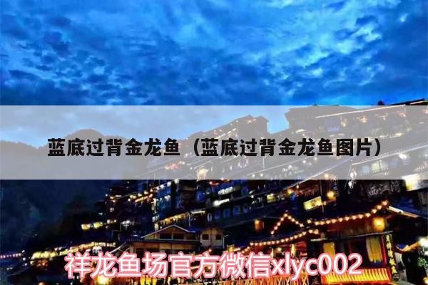 藍底過背金龍魚（藍底過背金龍魚圖片）