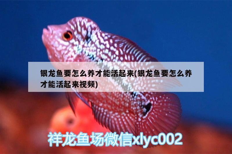 銀龍魚要怎么養才能活起來(銀龍魚要怎么養才能活起來視頻) 銀龍魚要怎么養才能活起來(銀龍魚要怎么養才能活起來視頻) 銀龍魚百科