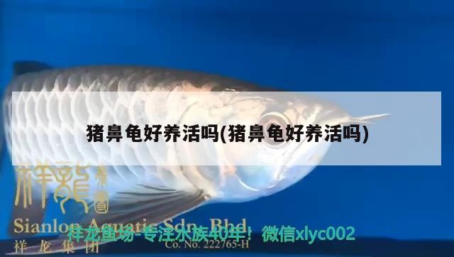 豬鼻龜好養活嗎(豬鼻龜好養活嗎)