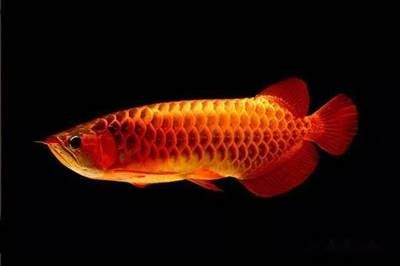 家里養紅龍魚的風水好嗎：紅龍魚與家居裝飾搭配