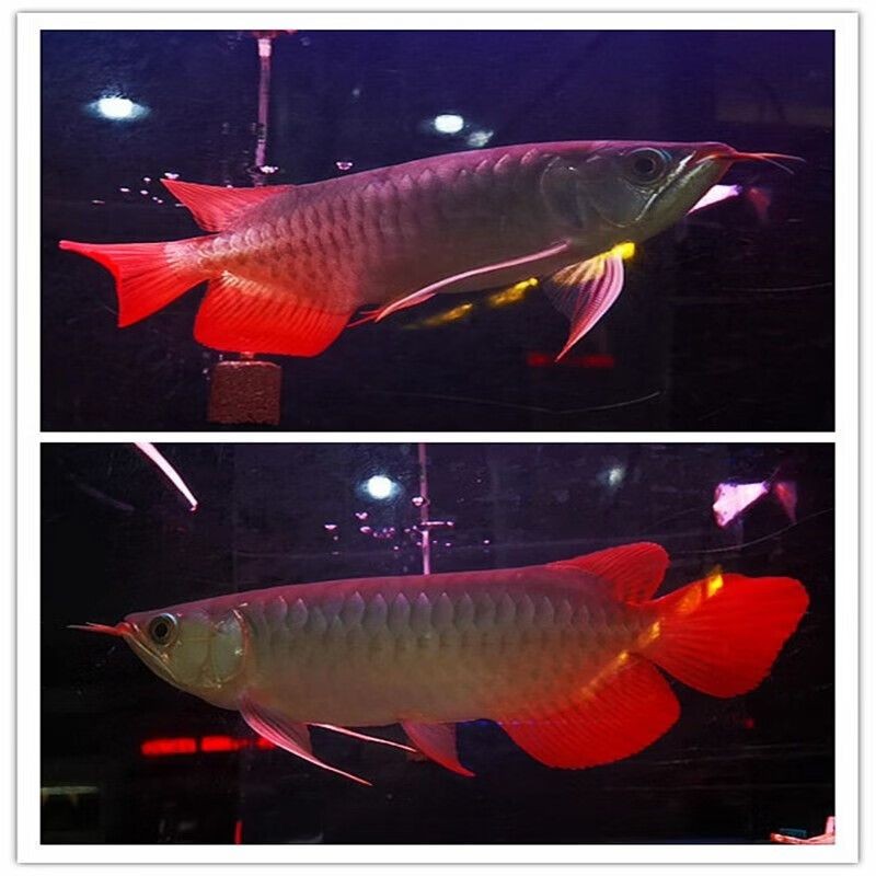 麒麟紅龍魚：如何鑒別高品質麒麟紅龍魚，麒麟紅龍魚市場價格趨勢