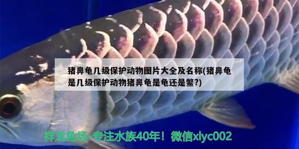 豬鼻龜幾級保護動物圖片大全及名稱(豬鼻龜是幾級保護動物豬鼻龜是龜還是鱉?)