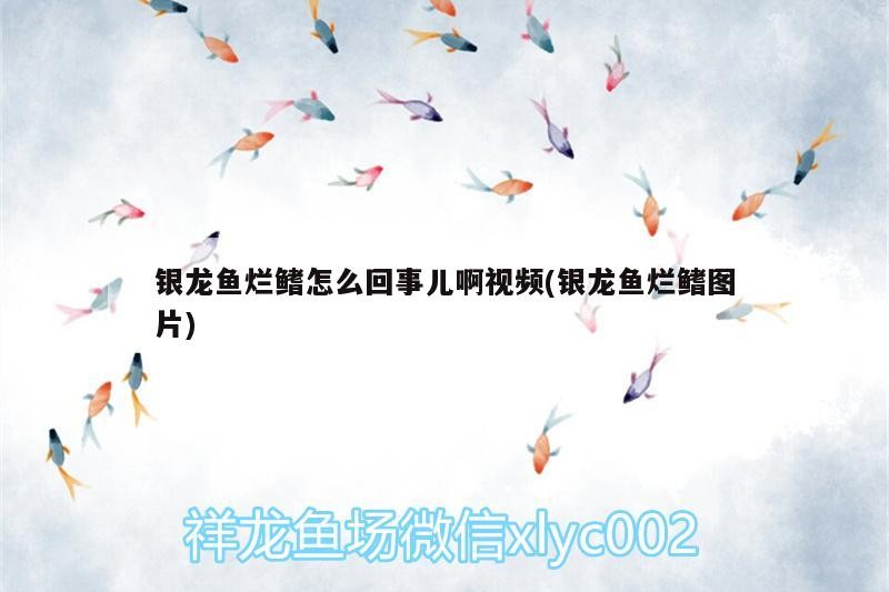 銀龍魚爛鰭怎么回事兒啊視頻(銀龍魚爛鰭圖片)