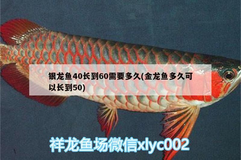 給大魚缸換水的作文:體驗(yàn)給大魚缸換水的樂趣:體驗(yàn)給大魚缸換水:給大魚缸換水的作文 銀龍魚40長(zhǎng)到60需要多久(金龍魚多久可以長(zhǎng)到50) 銀龍魚百科 銀龍魚40長(zhǎng)到60需要多久(金龍魚多久可以長(zhǎng)到50) 銀龍魚40長(zhǎng)到60需要多久(金龍魚多久可以長(zhǎng)到50) 銀龍魚百科