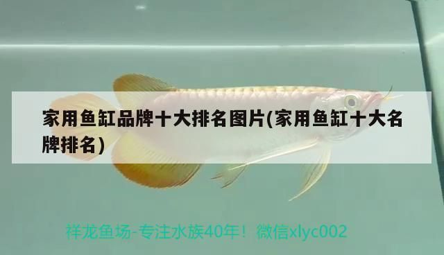 龍魚魚缸造景vs祥龍魚場：龍魚造景材料選擇