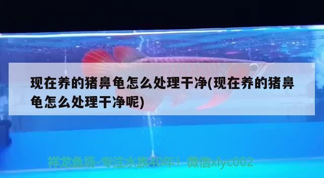 現(xiàn)在養(yǎng)的豬鼻龜怎么處理干凈(現(xiàn)在養(yǎng)的豬鼻龜怎么處理干凈呢)