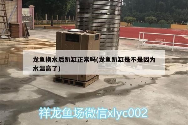 龍魚趴缸是不是因為水溫高了就會死vs祥龍魚場：如何調節龍魚養殖水溫 龍魚趴缸是不是因為水溫高了就會死vs祥龍魚場：如何調節龍魚養殖水溫 vs祥龍魚場 第1張