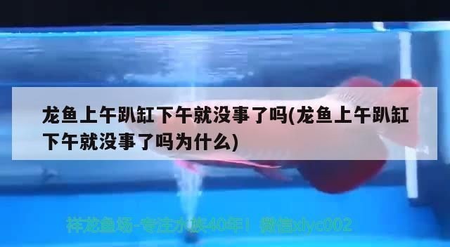 龍魚趴缸是不是因為水溫高了就會死vs祥龍魚場：如何調節龍魚養殖水溫 龍魚趴缸是不是因為水溫高了就會死vs祥龍魚場：如何調節龍魚養殖水溫 vs祥龍魚場 第3張
