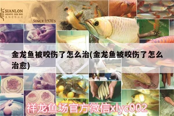金龍魚被咬傷了怎么治(金龍魚被咬傷了怎么治愈)