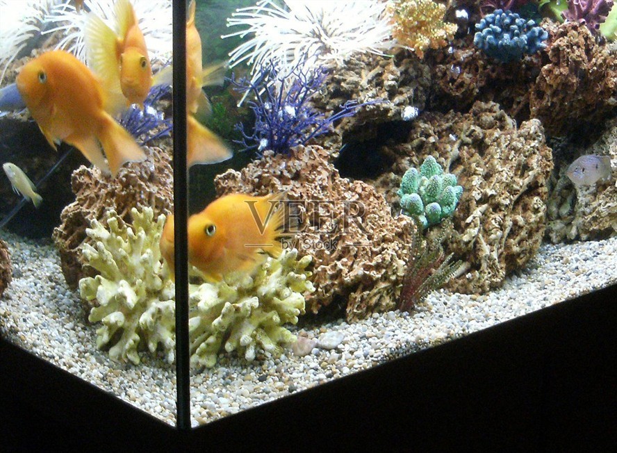 慈鯛魚魚缸怎么布置好：慈鯛魚的魚缸布置指南