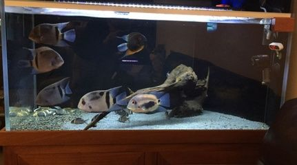 慈鯛魚魚缸怎么布置好：慈鯛魚的魚缸布置指南