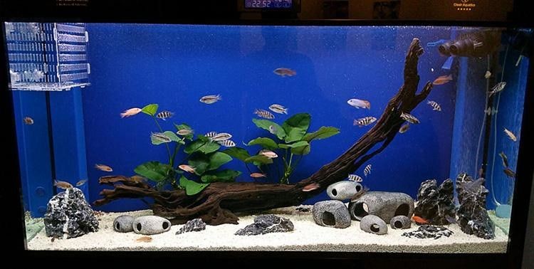 慈鯛魚魚缸怎么布置好：慈鯛魚的魚缸布置指南