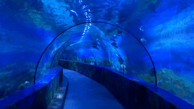 寧波水族館vs祥龍魚場（寧波水族館和祥龍魚場各有特點）