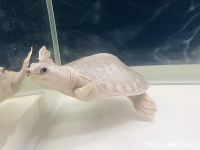 豬鼻龜人工繁殖視頻大全：豬鼻龜的人工繁殖
