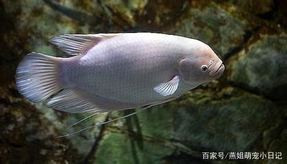 龍魚一直打架怎么辦啊vs祥龍魚場：龍魚打架原因分析如何減少龍魚攻擊性龍魚攻擊性
