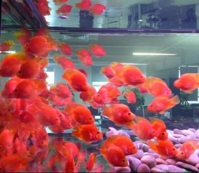 常溫水養什么觀賞魚（在常溫水中養什么觀賞魚適合在常溫水中養殖）