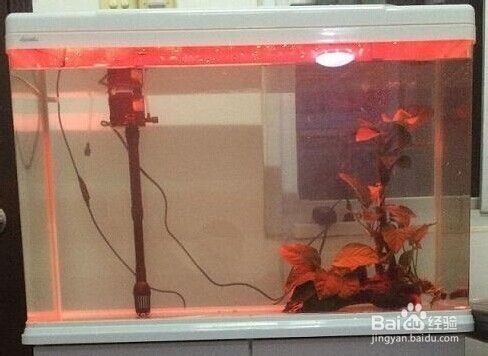 常溫水養什么觀賞魚（在常溫水中養什么觀賞魚適合在常溫水中養殖）