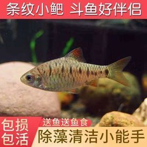 常溫水養什么觀賞魚（在常溫水中養什么觀賞魚適合在常溫水中養殖）