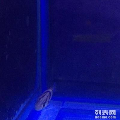 虎魚買幾條合理一點：在購買虎魚時，選擇合適的數量是重要的
