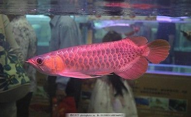 紅龍魚小時候長什么樣：紅龍魚小時候的一些詳細特征