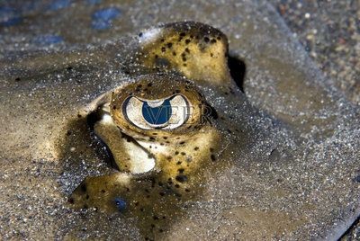白子魟魚(yú)眼睛顏色：白子魟魚(yú)的眼睛顏色是紅色的