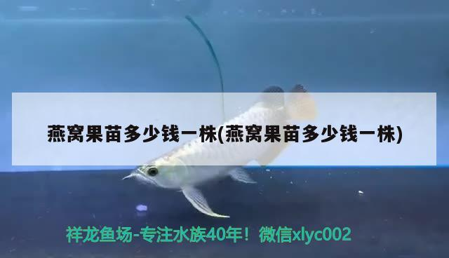 藍(lán)色過背金龍魚價格及圖片大全：藍(lán)色過背金龍魚多少錢一只，藍(lán)色過背金龍魚價格及圖片大全