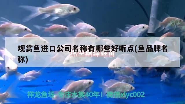 藍(lán)色過背金龍魚價格及圖片大全：藍(lán)色過背金龍魚多少錢一只，藍(lán)色過背金龍魚價格及圖片大全