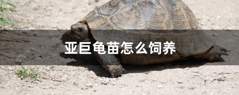 亞巨龜苗怎么飼養