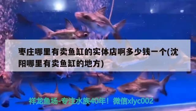棗莊哪里有賣魚缸的實體店啊多少錢一個(沈陽哪里有賣魚缸的地方)