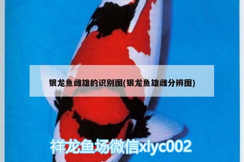 銀龍魚雌雄的識別圖(銀龍魚雄雌分辨圖)