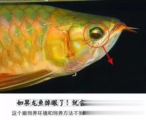 龍魚掉眼原因分析怎么寫好一點呢