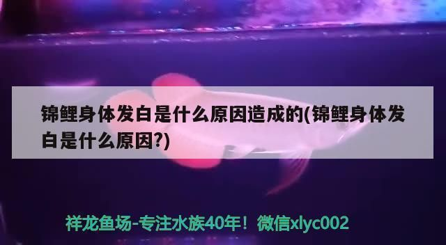 龍魚身上起了一層白霜vs祥龍魚場：祥龍魚場評價如何龍魚常見疾病預(yù)防