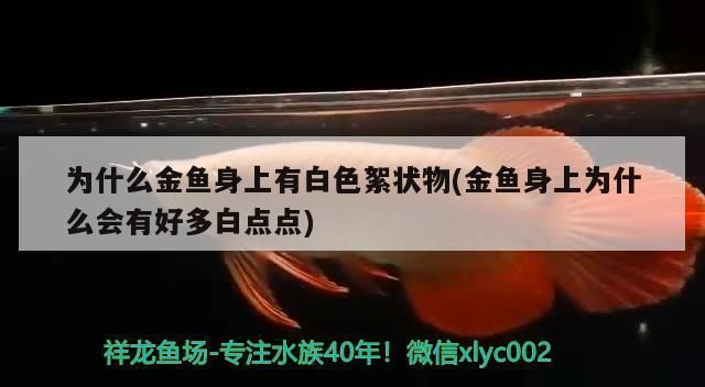龍魚身上起了一層白霜vs祥龍魚場：祥龍魚場評價如何龍魚常見疾病預(yù)防