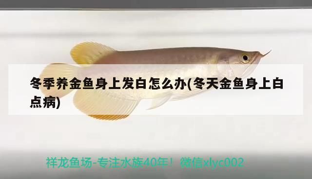 龍魚身上起了一層白霜vs祥龍魚場：祥龍魚場評價如何龍魚常見疾病預(yù)防