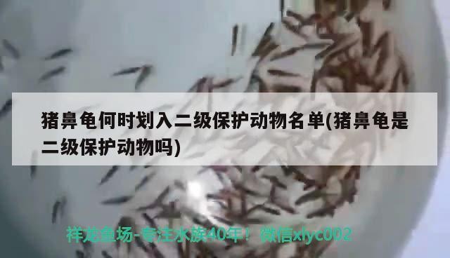 豬鼻龜何時(shí)劃入二級(jí)保護(hù)動(dòng)物名單(豬鼻龜是二級(jí)保護(hù)動(dòng)物嗎) 豬鼻龜何時(shí)劃入二級(jí)保護(hù)動(dòng)物名單(豬鼻龜是二級(jí)保護(hù)動(dòng)物嗎) 豬鼻龜百科