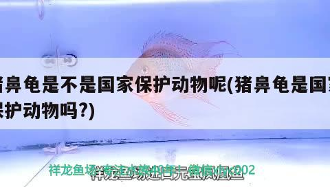 豬鼻龜是不是國家保護動物呢(豬鼻龜是國家保護動物嗎?)