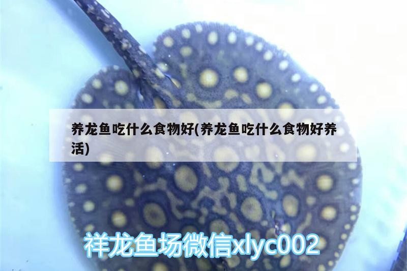 養(yǎng)龍魚吃什么食物好(養(yǎng)龍魚吃什么食物好養(yǎng)活)