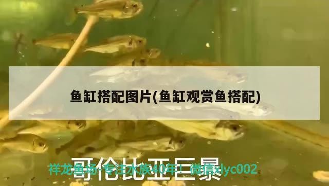 魚缸搭配圖片(魚缸觀賞魚搭配)