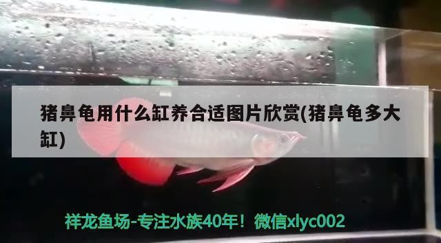 豬鼻龜用什么缸養(yǎng)合適圖片欣賞(豬鼻龜多大缸)