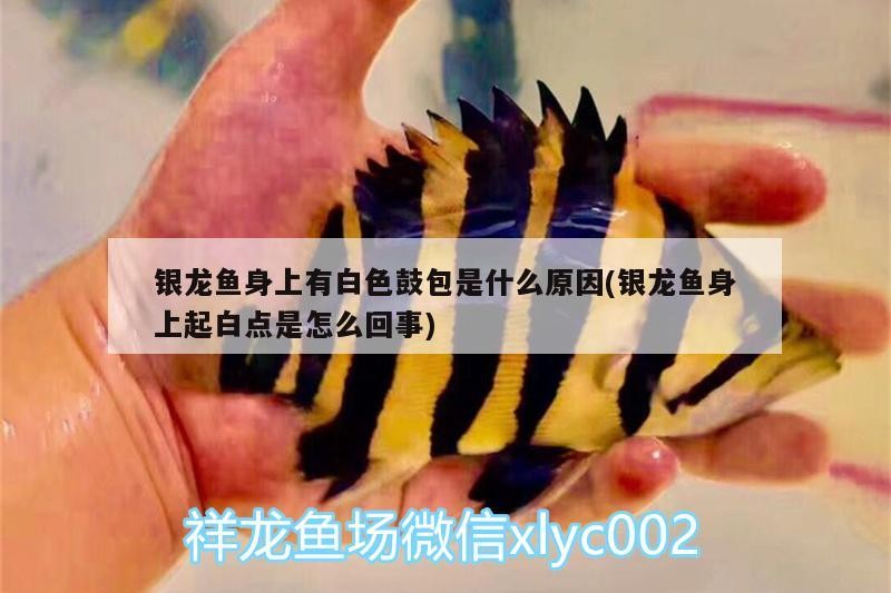 銀龍魚身上有白色鼓包是什么原因(銀龍魚身上起白點是怎么回事)