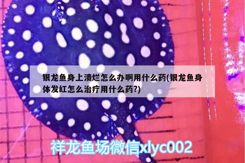銀龍魚身上潰爛怎么辦啊用什么藥(銀龍魚身體發紅怎么治療用什么藥?)