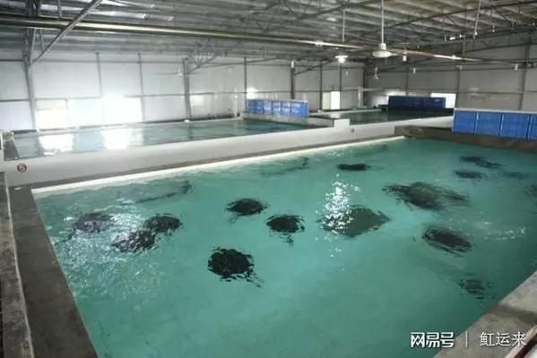 魟魚市場(chǎng)價(jià)格對(duì)比分析：魟魚養(yǎng)殖成本效益分析[需手動(dòng)填充][需手動(dòng)填充]魚市場(chǎng)價(jià)格對(duì)比分析其影響因素